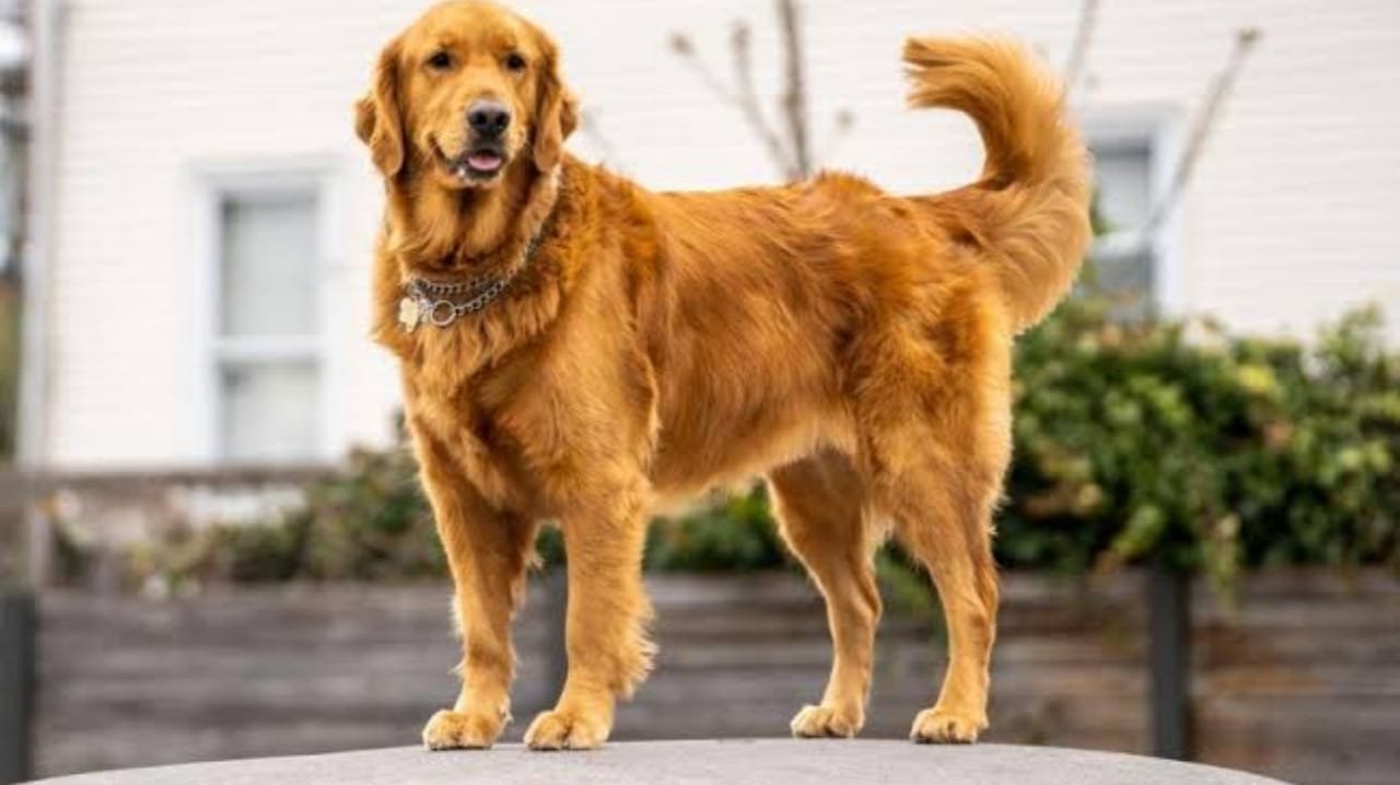 Dog Names செல்லப்பிராணி ஆண் நாய் பெயர்கள்