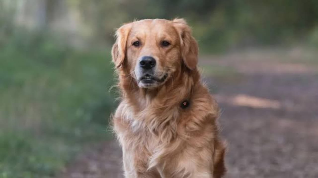 dog names male in tamil